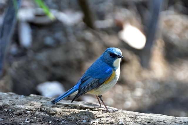 Free Natural Outdoors photo and picture
