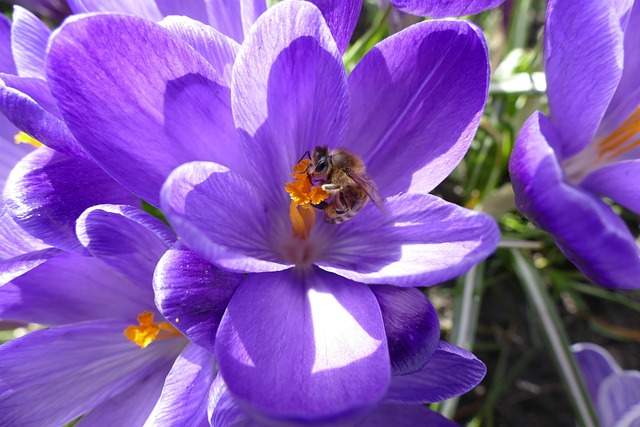 Açafrão, Fundo Flor, Abelha, Primavera