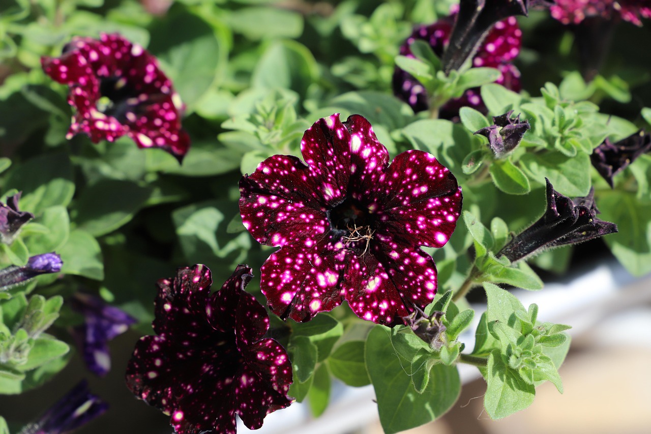 flower-3298795_1280.jpg