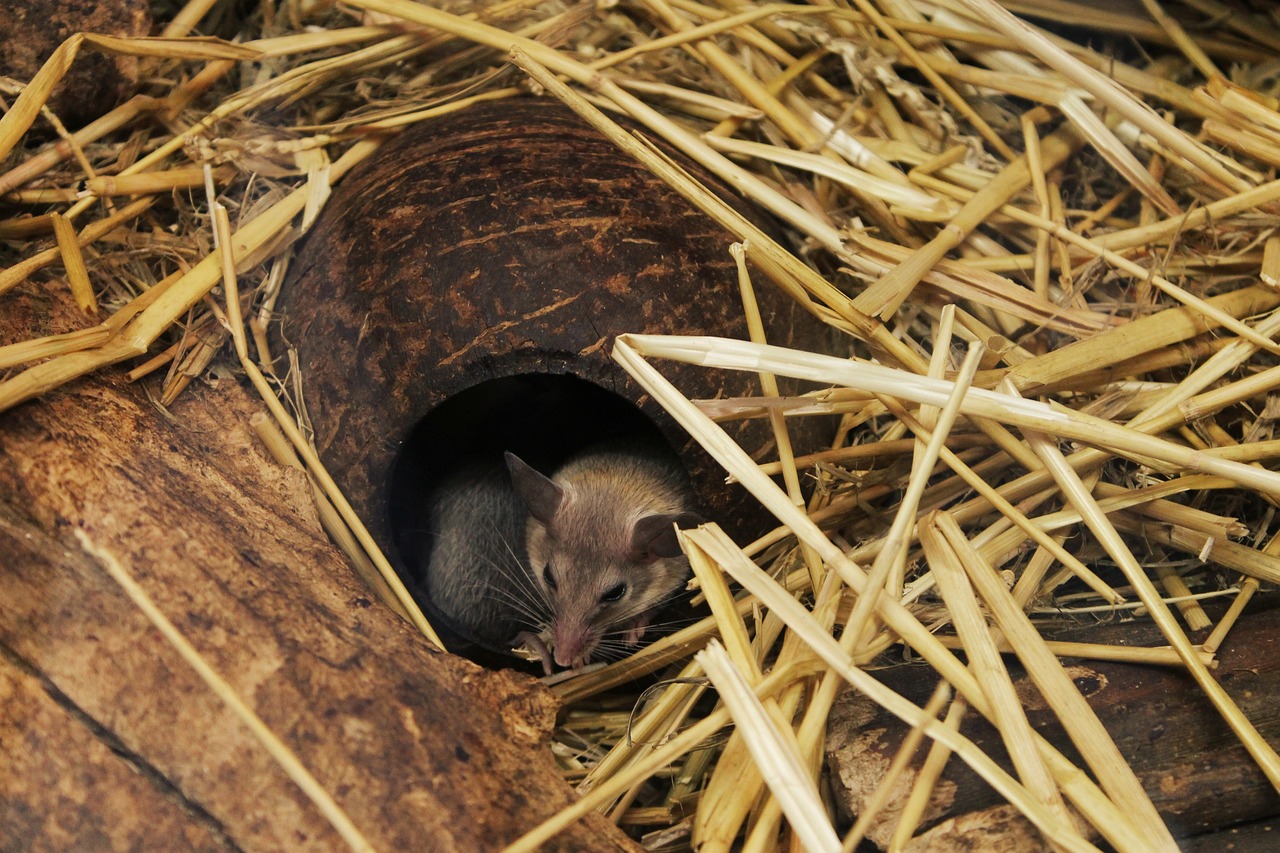 Roided Animal Nature Rodent Animal - Free photo on Pixabay - Pixabay