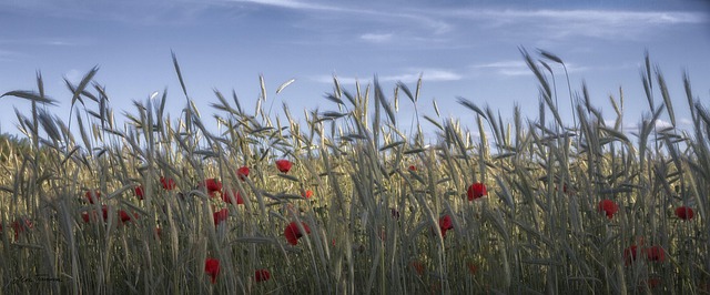 Free Nature Field photo and picture