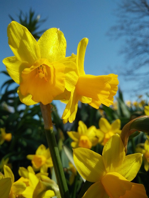 Free Flower Flower Wallpaper photo and picture