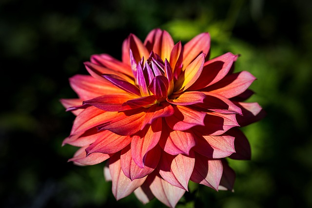 Free Flower Nature photo and picture