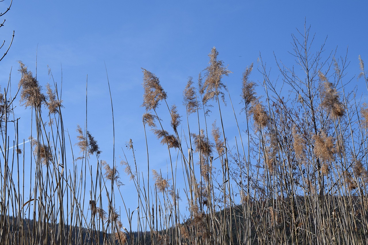 Stake Tube Giant Reed Blue Sky - Free photo on Pixabay - Pixabay