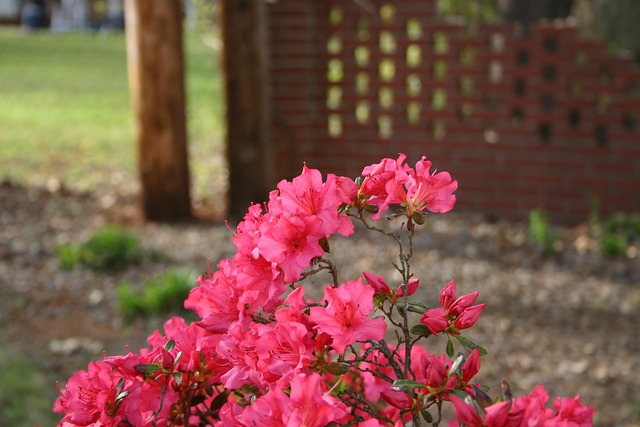 Free Flower Azalea photo and picture