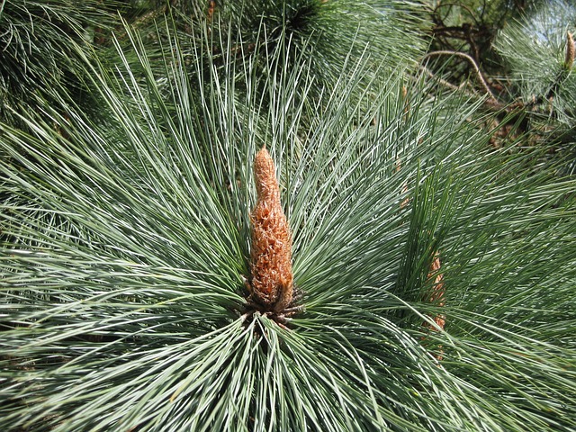 Free Nature Flora photo and picture