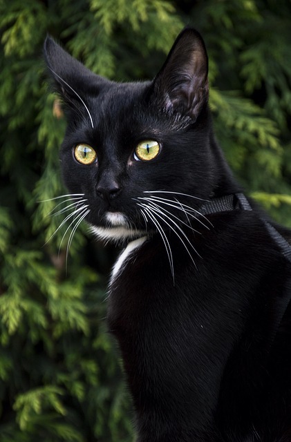 Free Animals Nature photo and picture