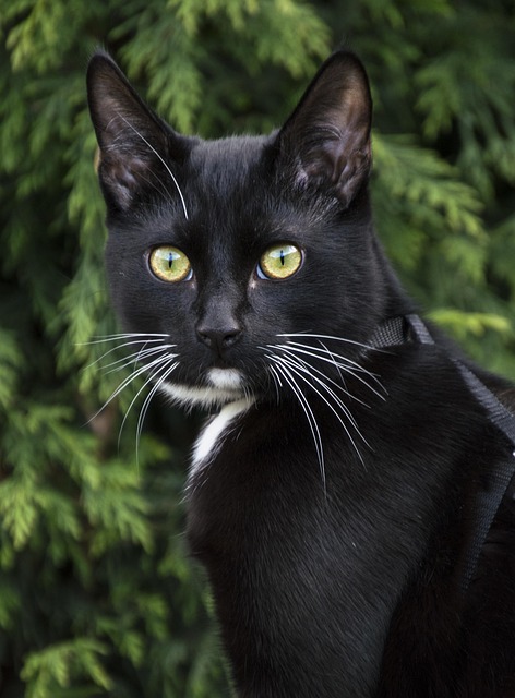 Free Animals Cat photo and picture