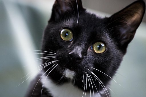 Free Pets Cat photo and picture