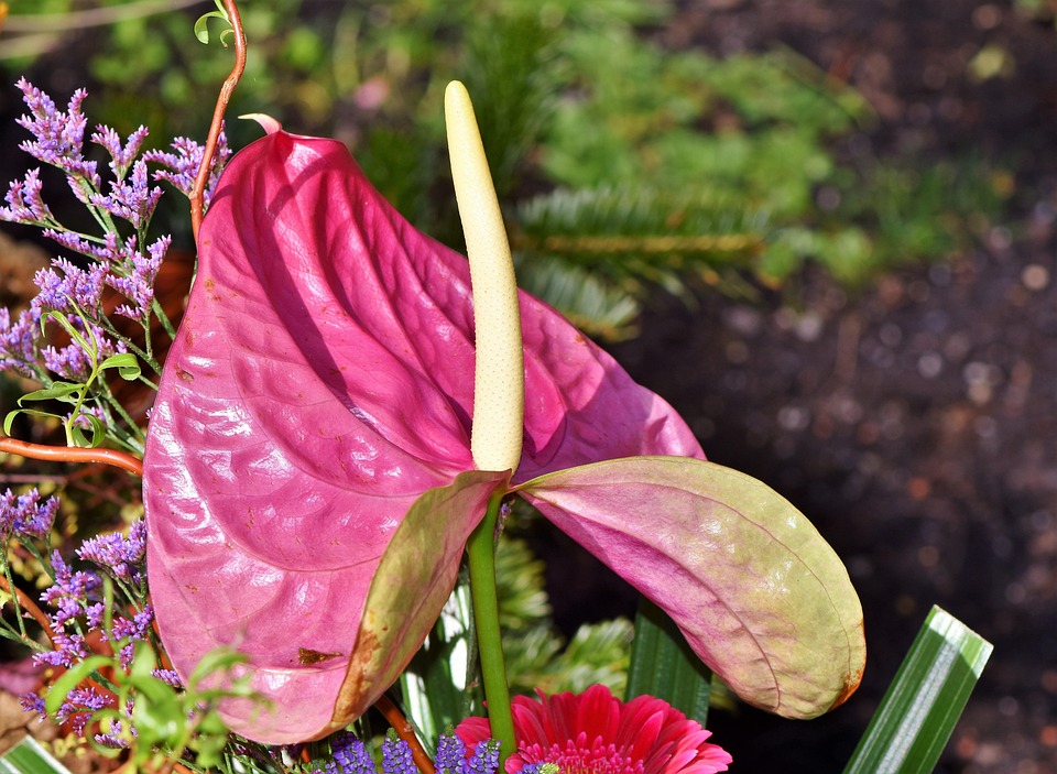 Flamingo Flower Anthurium Large Free photo on Pixabay Pixabay