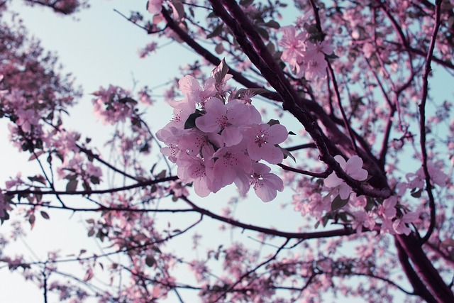 Free Tree Cherry Wood photo and picture