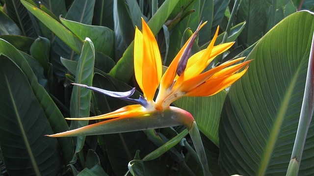 Free Nature Flora photo and picture