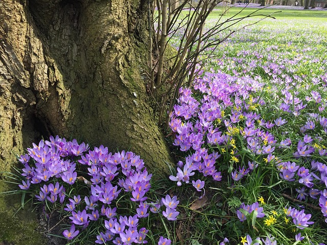 Krokus, Blomstre, Forår