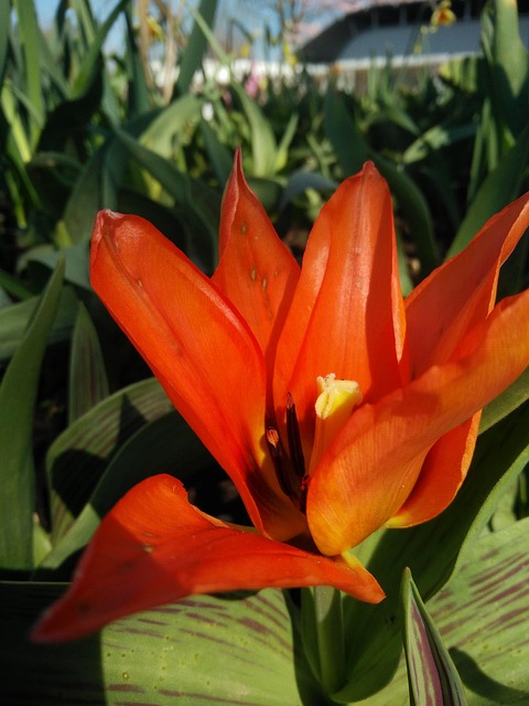Free Flower Plant photo and picture