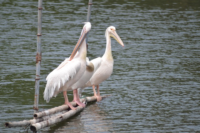 Free Birds Storks photo and picture