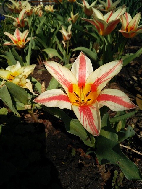 Free Flower Nature photo and picture