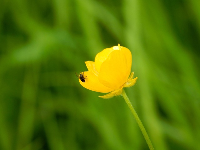 Free Nature Plant photo and picture