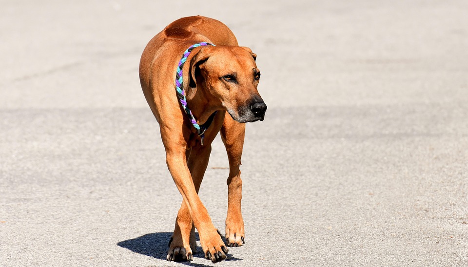 犬 ペット Ridgeback Pixabayの無料写真