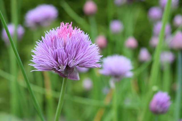 Free Flower Petals photo and picture