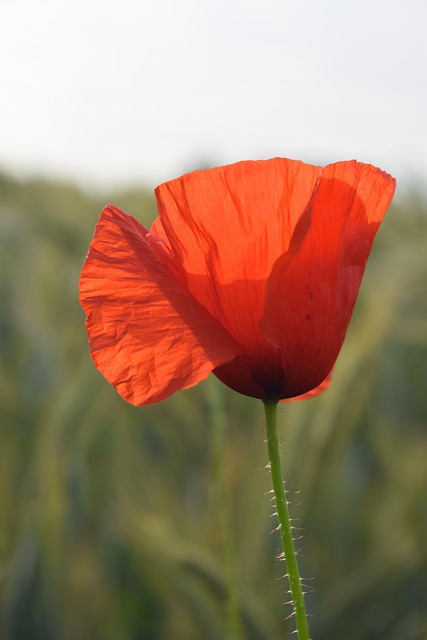 Free Flower Petals photo and picture
