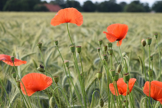 Free Flowers Petals photo and picture