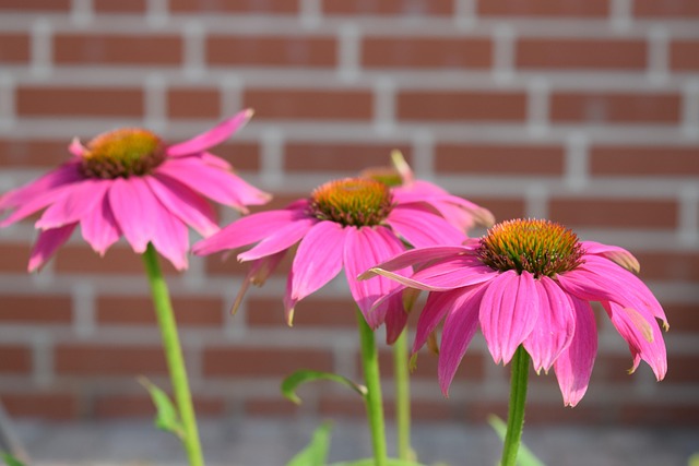 Free Nature Flower Background photo and picture
