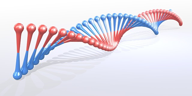 Der Dna-Faden, Helix, Biologie