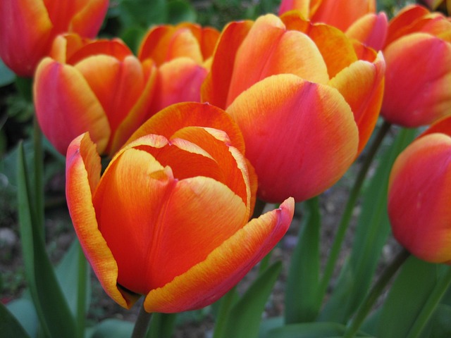 Free Tulip Nature photo and picture