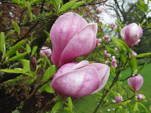 Free Flower Flora photo and picture