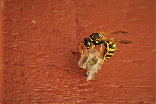 Free Wasp Wasp Nest photo and picture