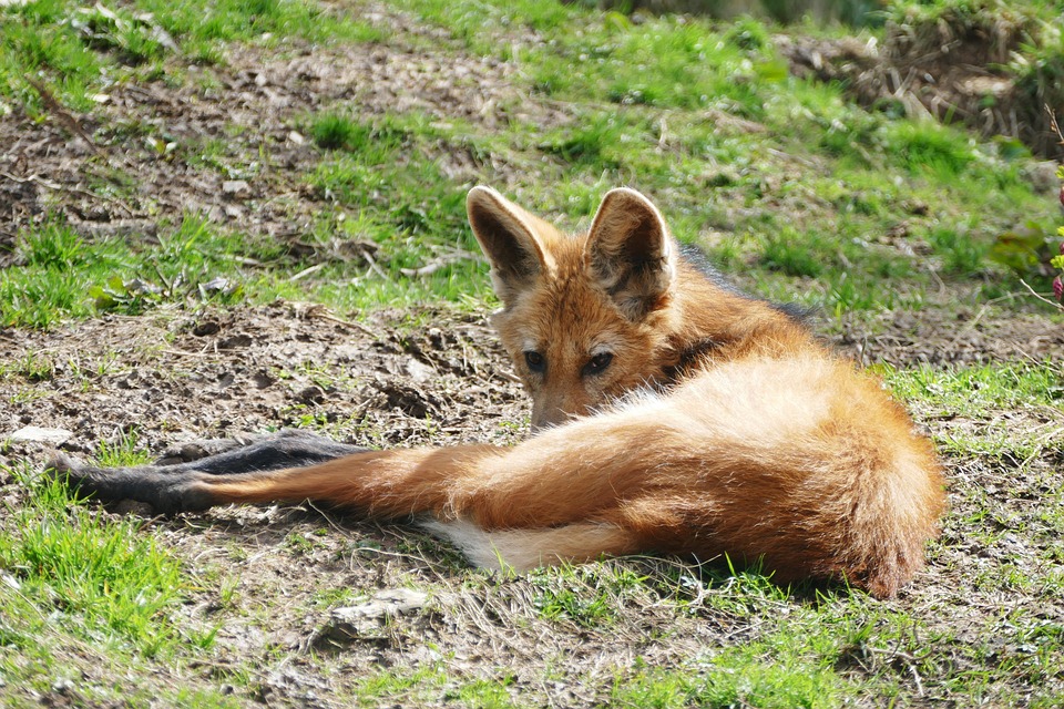 Wolf, Red, Fox, Animal, Wild, Forest, Nature, Dog