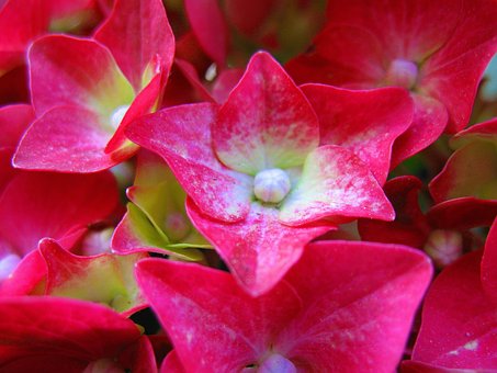 Free Flower Hortensia photo and picture
