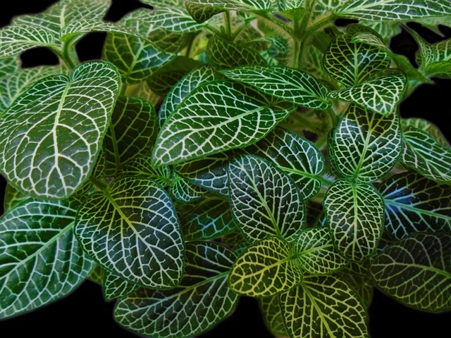 Free Leaf Flora photo and picture