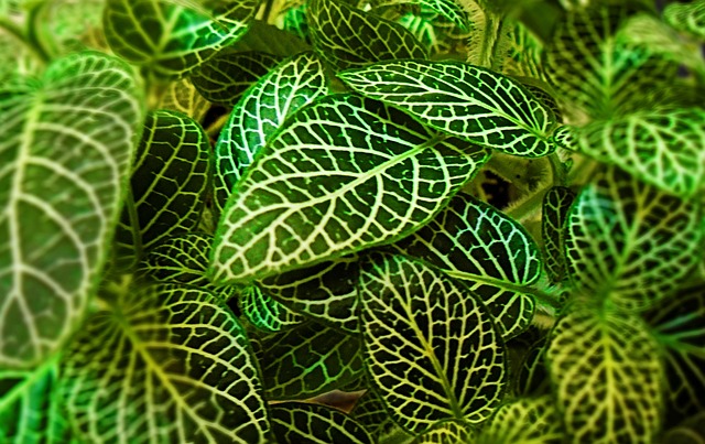 Free Nature Leaf photo and picture