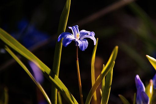 Free Nature Flower Wallpaper photo and picture