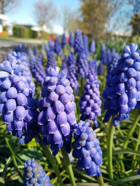 Free Nature Flower photo and picture