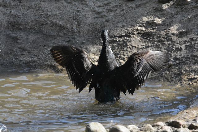 Free Bird Waters photo and picture