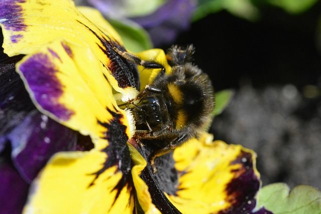 Free Nature Insect photo and picture