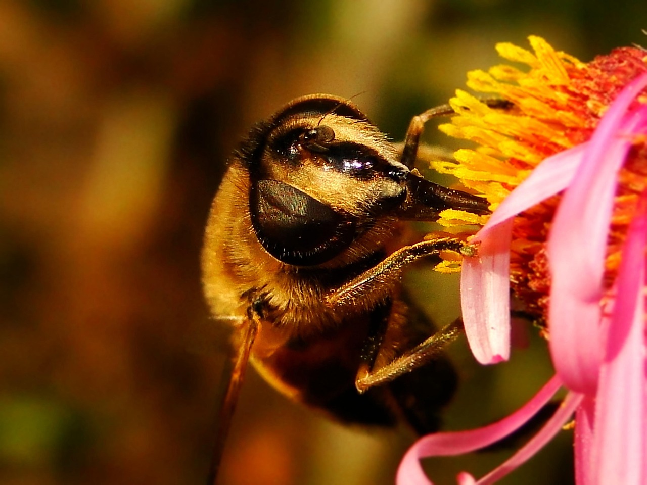 Naturaleza Insecto Fuera De Ningún - Foto gratis en Pixabay - Pixabay