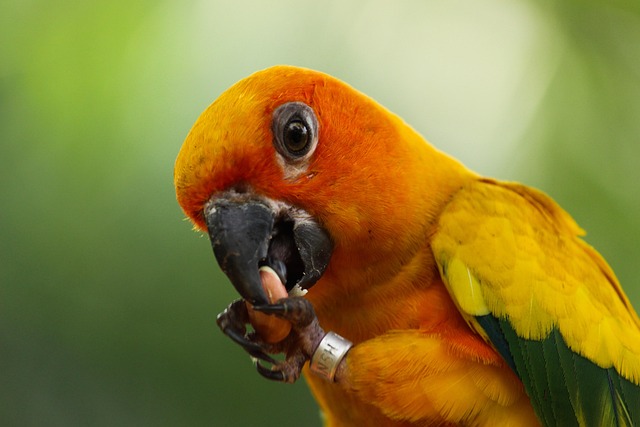 Free Bird Parrot photo and picture