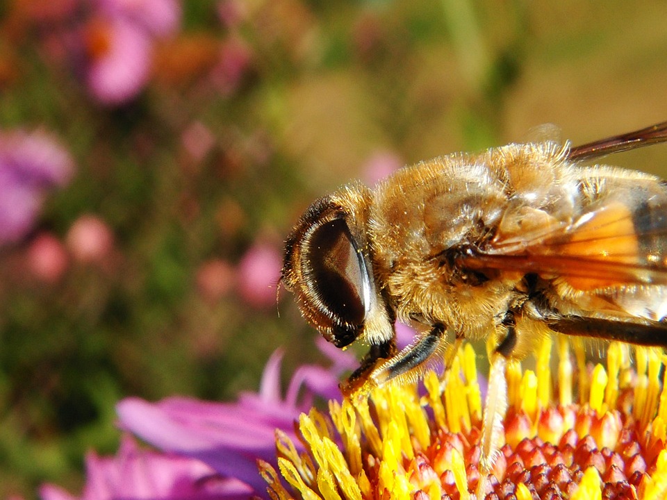 Nature Apiformes Insect - Free photo on Pixabay