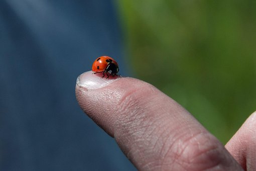 Insect, Buitenshuis, Natuur