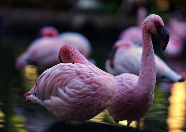 Free Bird Nature photo and picture