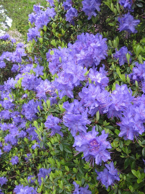 Free Flower Garden photo and picture