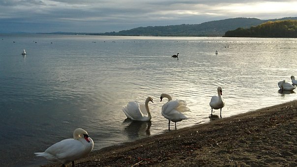 Pasăre, Corp De Apa, Lacul, Natură, Swan