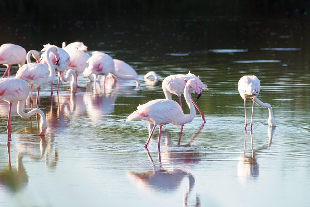 greater flamingos, flamingo, birds, pink, nature, water, animals, lake, flamingos, wildlife, wild, beak, white, red, africa, exotic, beautiful, pond, reflections, feather, nature reserve, neck, flock, tropical