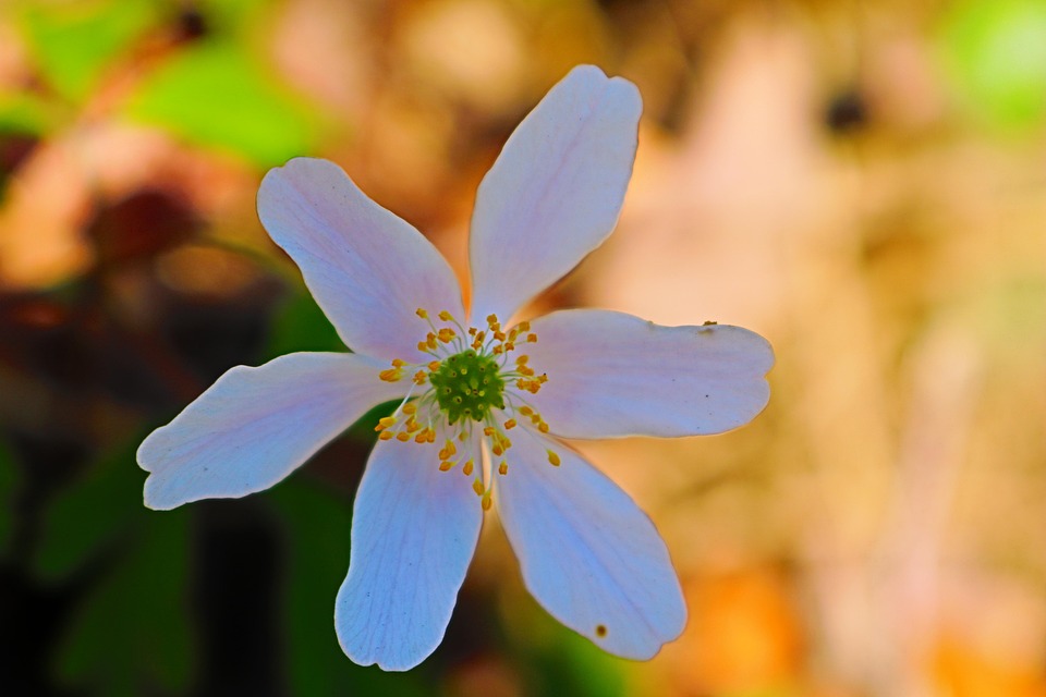 Sitemapcdatahttpwweinfbizidphoto De Profil Nature Fleurnull