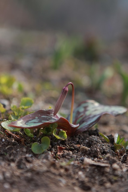 Natura, All'Aperto, Pianta, Foglia