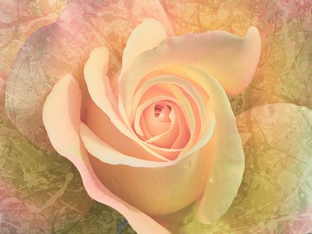 Free Flower Rose photo and picture
