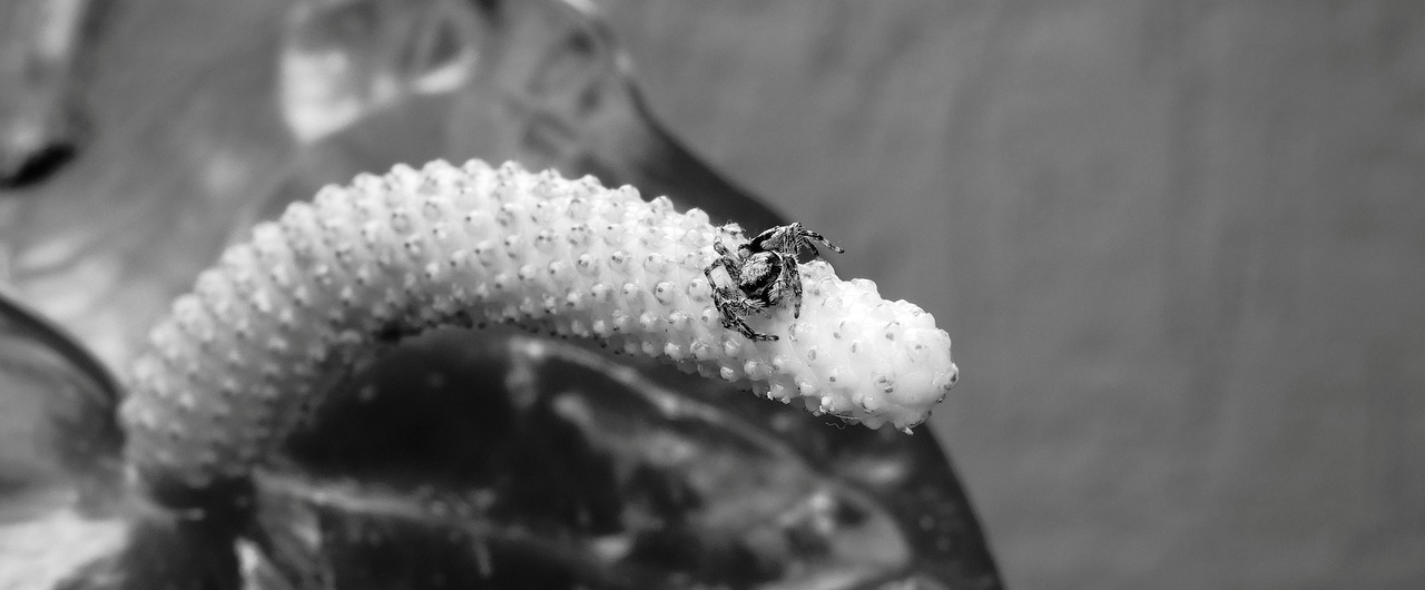 Black And White Insect Ladybug - Free photo on Pixabay - Pixabay